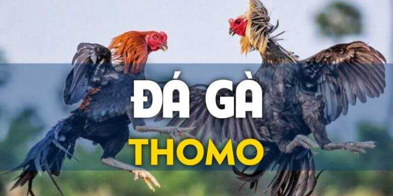 da-ga-thomo-67-an-tuong - 2